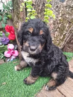 Ruby, a female Bernedoodle for sale in Centerville, IA – Photo 4 of 7