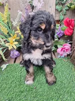 Ruby, a female Bernedoodle for sale in Centerville, IA – Photo 7 of 7