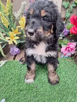 Ruby, a female Bernedoodle for sale in Centerville, IA – Photo 6 of 7