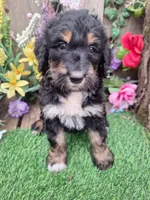 Ruby, a female Bernedoodle for sale in Centerville, IA – Photo 1 of 7