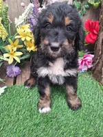 Ruby, a female Bernedoodle for sale in Centerville, IA – Photo 3 of 7