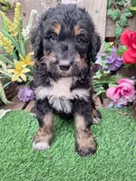 Ruby, a female Bernedoodle for sale in Centerville, IA – Photo 2 of 7