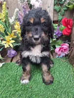 Ruby, a female Bernedoodle for sale in Centerville, IA – Photo 5 of 7