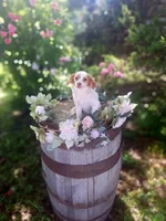 Classy., a female Miniature Goldendoodle for sale in Centerville, IA – 7 of 10
