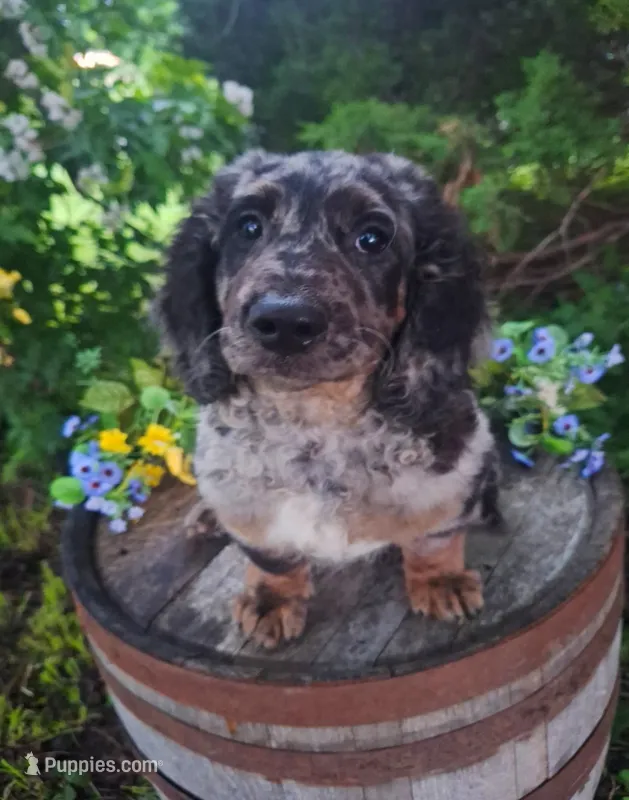 Bluey. – Goldendoodle puppy for sale in Centerville, IA