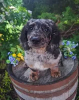 Bluey., a male Goldendoodle for sale in Centerville, IA – 2 of 5