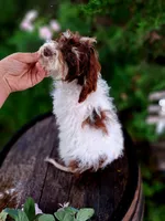 Sherri., a female Miniature Goldendoodle for sale in Centerville, IA – 6 of 8