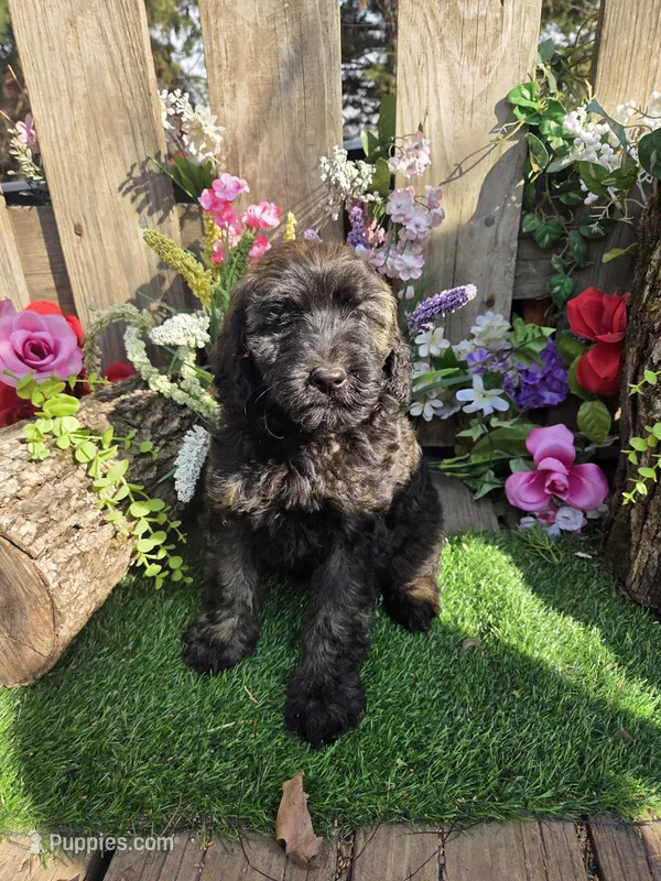 George  – English Goldendoodle puppy for sale in Centerville, IA