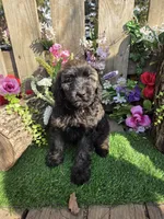 George , a female English Goldendoodle for sale in Centerville, IA – 1 of 1