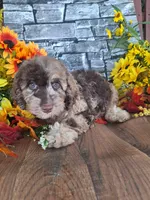 Charlotte., a female Goldendoodle for sale in Centerville, IA – 6 of 6