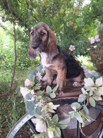 Princess long ears, a female Basset Hound for sale in Centerville, IA – 4 of 5