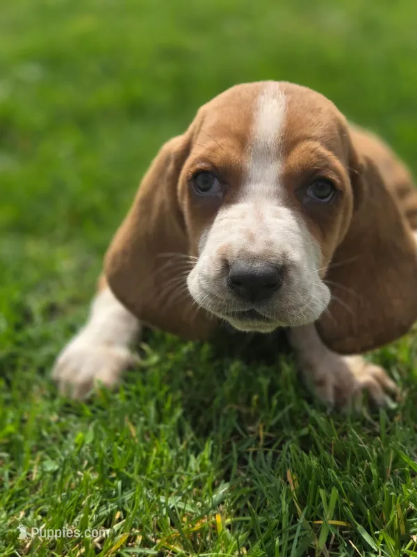 Fred – Basset Hound puppy for sale in Centerville, IA