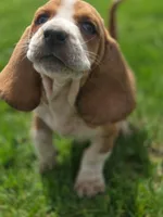 Fred, a male Basset Hound for sale in Centerville, IA – Photo 3 of 4