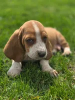 Fred, a male Basset Hound for sale in Centerville, IA – Photo 2 of 4