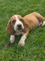 Fred, a male Basset Hound for sale in Centerville, IA – Photo 4 of 4