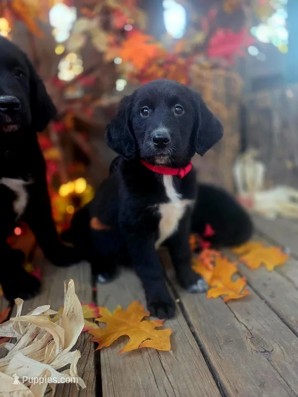 Sally – Golden Mountain Dog puppy for sale in Centerville, IA
