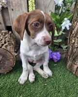 Clarabelle, a female Basset Hound and Beagle for sale in Centerville, IA – 4 of 5