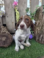 Clarabelle, a female Basset Hound and Beagle for sale in Centerville, IA – 3 of 5