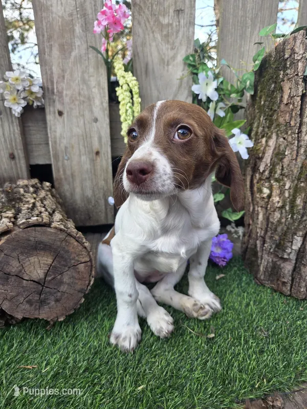 Clarabelle – Basset Hound, Beagle puppy for sale in Centerville, IA