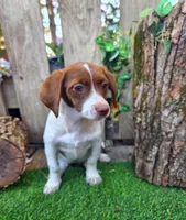 Clarabelle, a female Basset Hound and Beagle for sale in Centerville, IA – 1 of 5