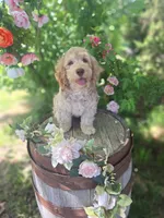 Addie, a female Miniature Goldendoodle for sale in Centerville, IA – 3 of 6