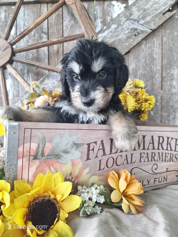 Cody. – Bernedoodle puppy for sale in Centerville, IA