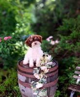 Sherri., a female Miniature Goldendoodle for sale in Centerville, IA – 5 of 8
