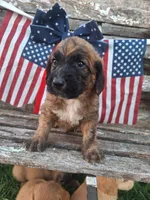 Sarge , a male Basset Hound and Poodle - Standard  for sale in Centerville, IA – 2 of 4