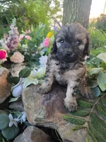 Brenda, a female Bernedoodle for sale in Centerville, IA – 6 of 7