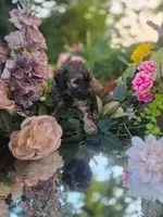 Brenda, a female Bernedoodle for sale in Centerville, IA – 4 of 7