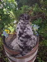 Bluey., a male Goldendoodle for sale in Centerville, IA – 5 of 5