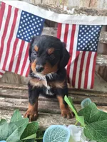 Maverick, a male Bernedoodle for sale in Centerville, IA – 3 of 10