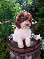 Tammy., a female Miniature Goldendoodle for sale in Centerville, IA – 7 of 8