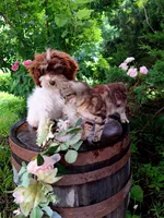 Sherri., a female Miniature Goldendoodle for sale in Centerville, IA – 4 of 8