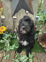 Baxter., a female English Goldendoodle for sale in Centerville, IA – 4 of 4