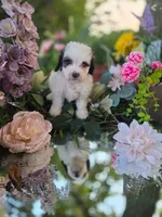 Dolly., a female Bernedoodle for sale in Centerville, IA – 5 of 10