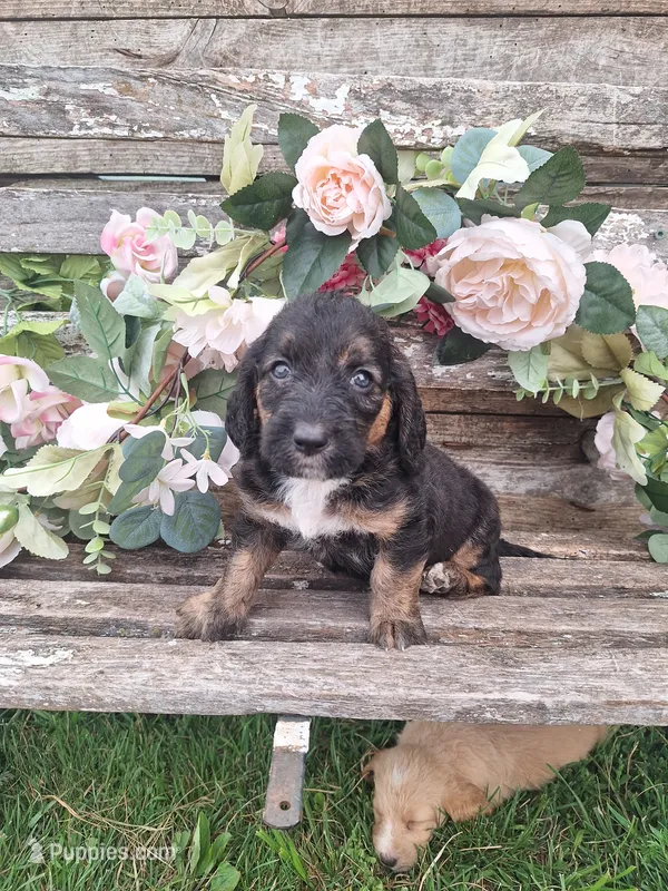 Princess long ears – Basset Hound puppy for sale in Centerville, IA