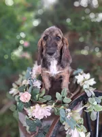 Princess long ears, a female Basset Hound for sale in Centerville, IA – 3 of 5