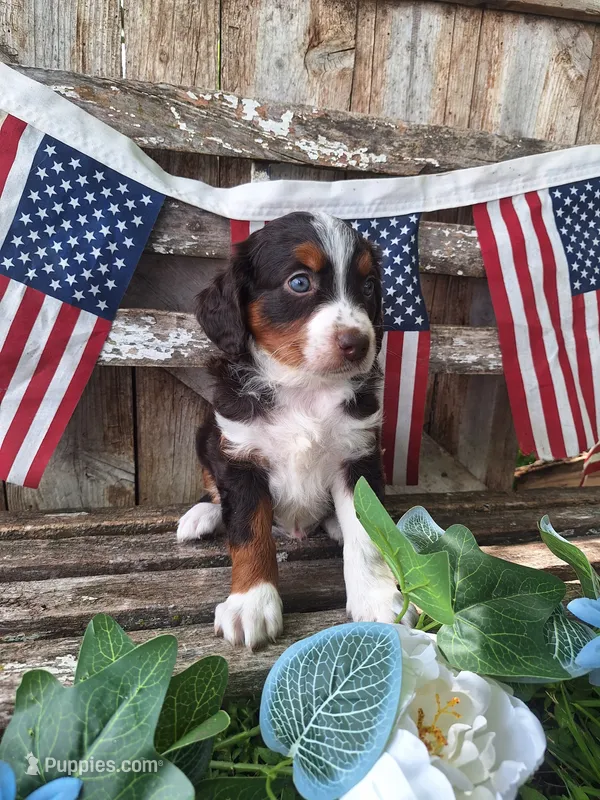 Ranger. – Bernese Mountain Dog, Golden Retriever puppy for sale in Centerville, IA