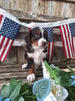 Ranger., a female Bernese Mountain Dog and Golden Retriever for sale in Centerville, IA – 1 of 10