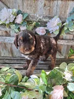 Bailey, a female Bernedoodle for sale in Centerville, IA – 3 of 6