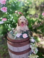 Abby, , a female Miniature Goldendoodle for sale in Centerville, IA – 5 of 7