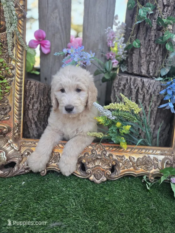 Teddy. – English Goldendoodle puppy for sale in Centerville, IA