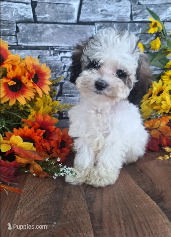Dolly. – Bernedoodle puppy for sale in Centerville, IA