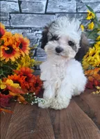 Dolly., a female Bernedoodle for sale in Centerville, IA – 1 of 10