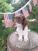 Todd, a male Doxiepoo and Miniature Dachshund for sale in Centerville, IA – 5 of 8