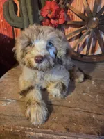 Chevy., a male Goldendoodle for sale in Centerville, IA – 2 of 2
