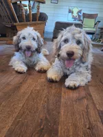 Addie, a female Miniature Goldendoodle for sale in Centerville, IA – 5 of 6