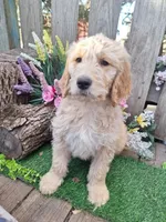 Charlie, a male Goldendoodle for sale in Centerville, IA – Photo 3 of 3