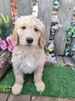 Charlie, a male Goldendoodle for sale in Centerville, IA – Photo 2 of 3